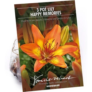 None Pot Lily Happy Memories Flower Bulbs